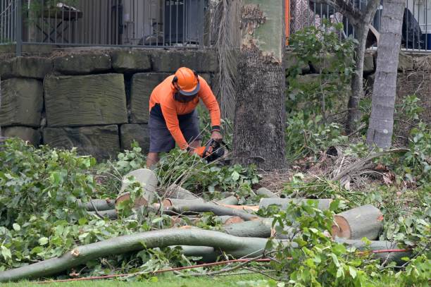 Reliable Malta, MT Tree Services Solutions